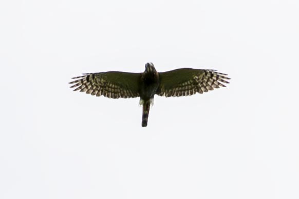 Double-toothed Kite - ML637335905