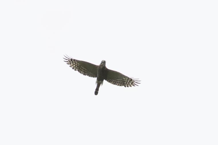 Double-toothed Kite - ML637335906