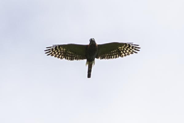 Double-toothed Kite - ML637335907