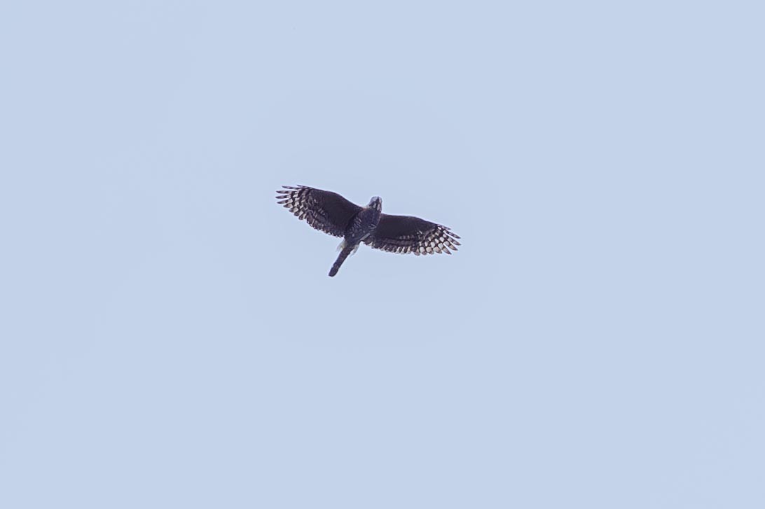 Double-toothed Kite - ML637335908