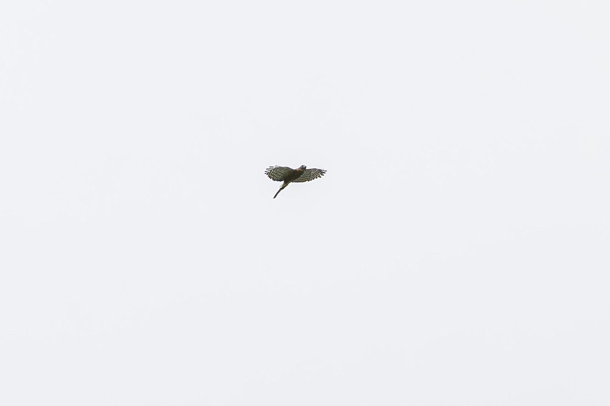 Double-toothed Kite - ML637335909