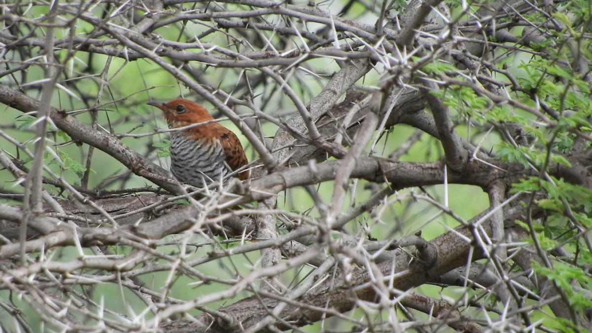 Gray-bellied Cuckoo - ML63733591