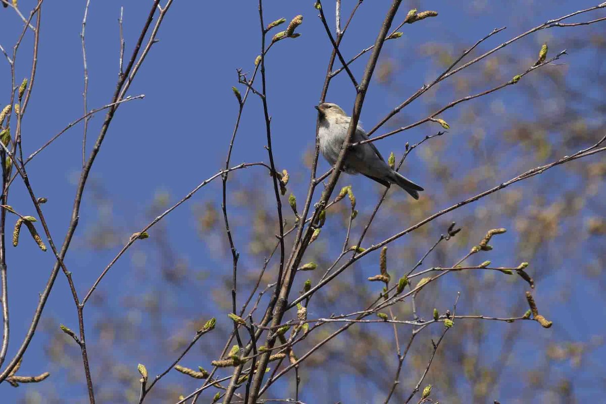 Redpoll (Common) - ML637335947