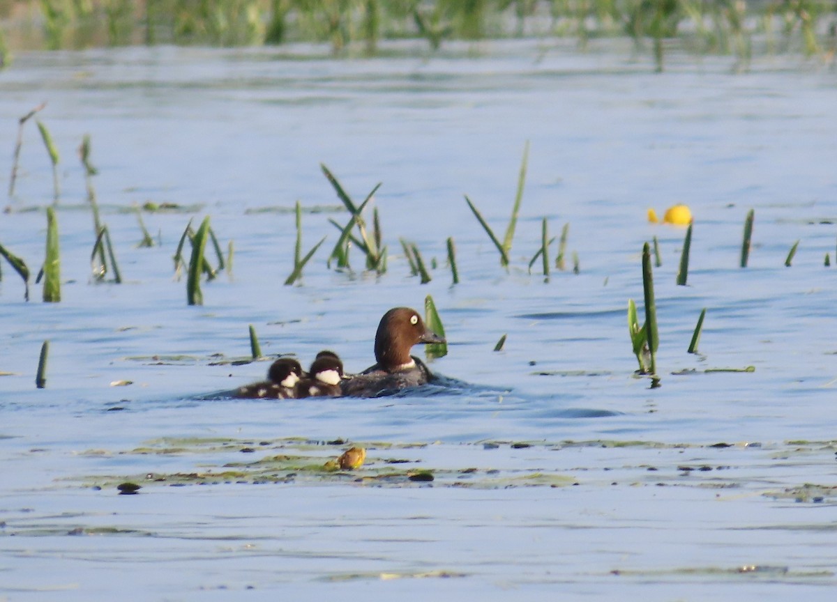 Алаг шунгаач - ML637335980