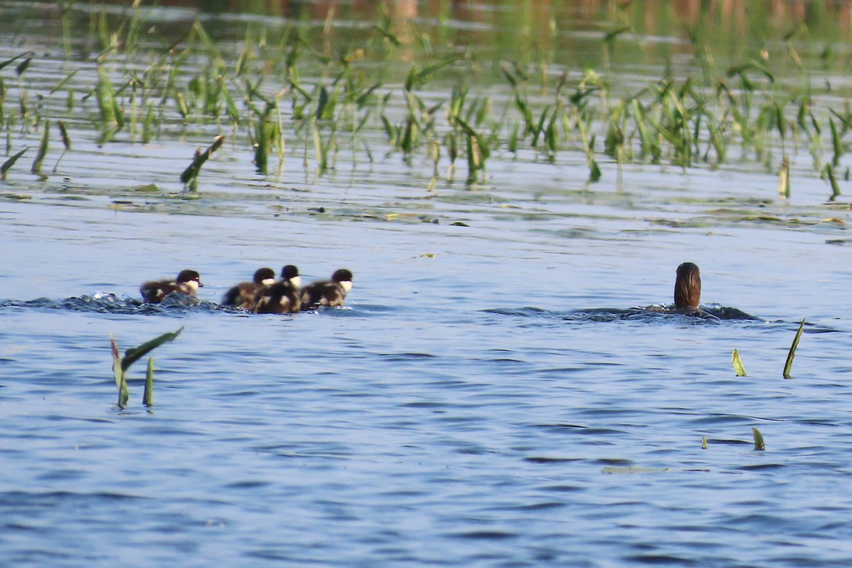 Алаг шунгаач - ML637335987