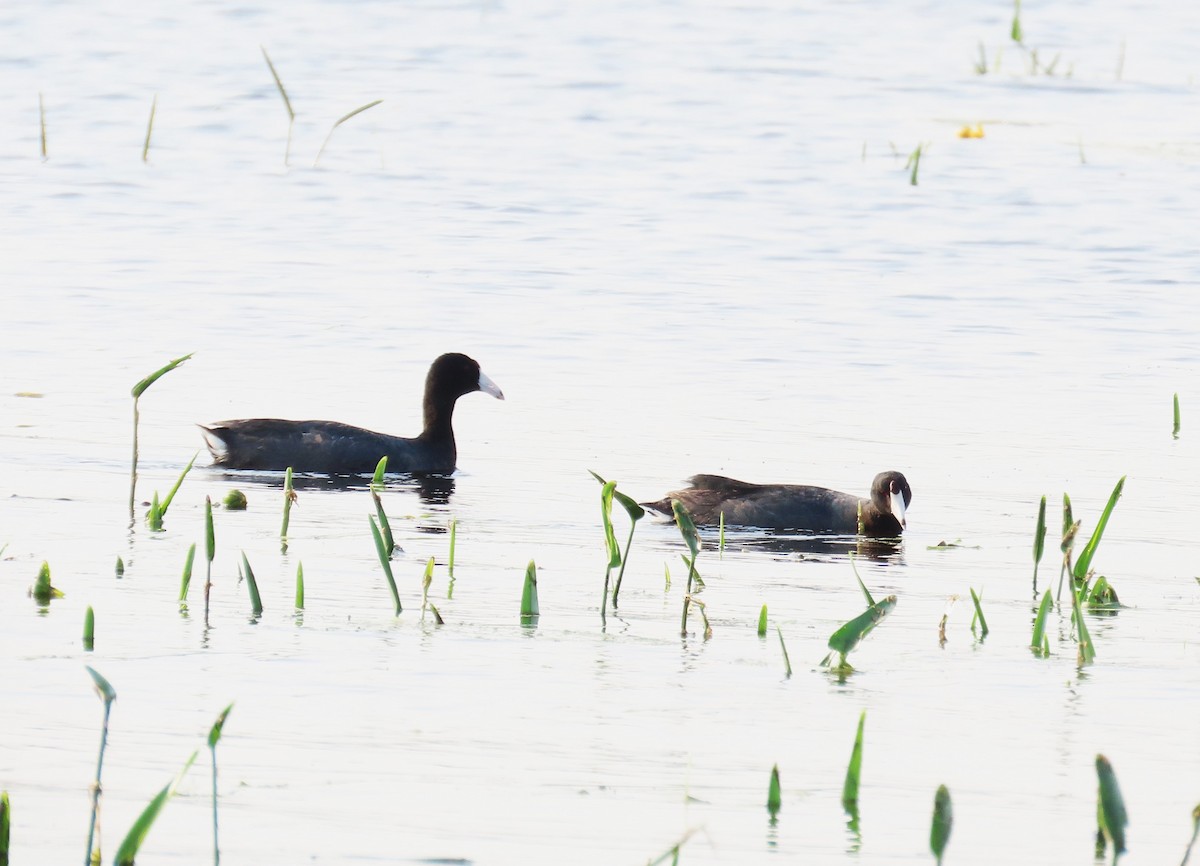 American Coot - ML637335996
