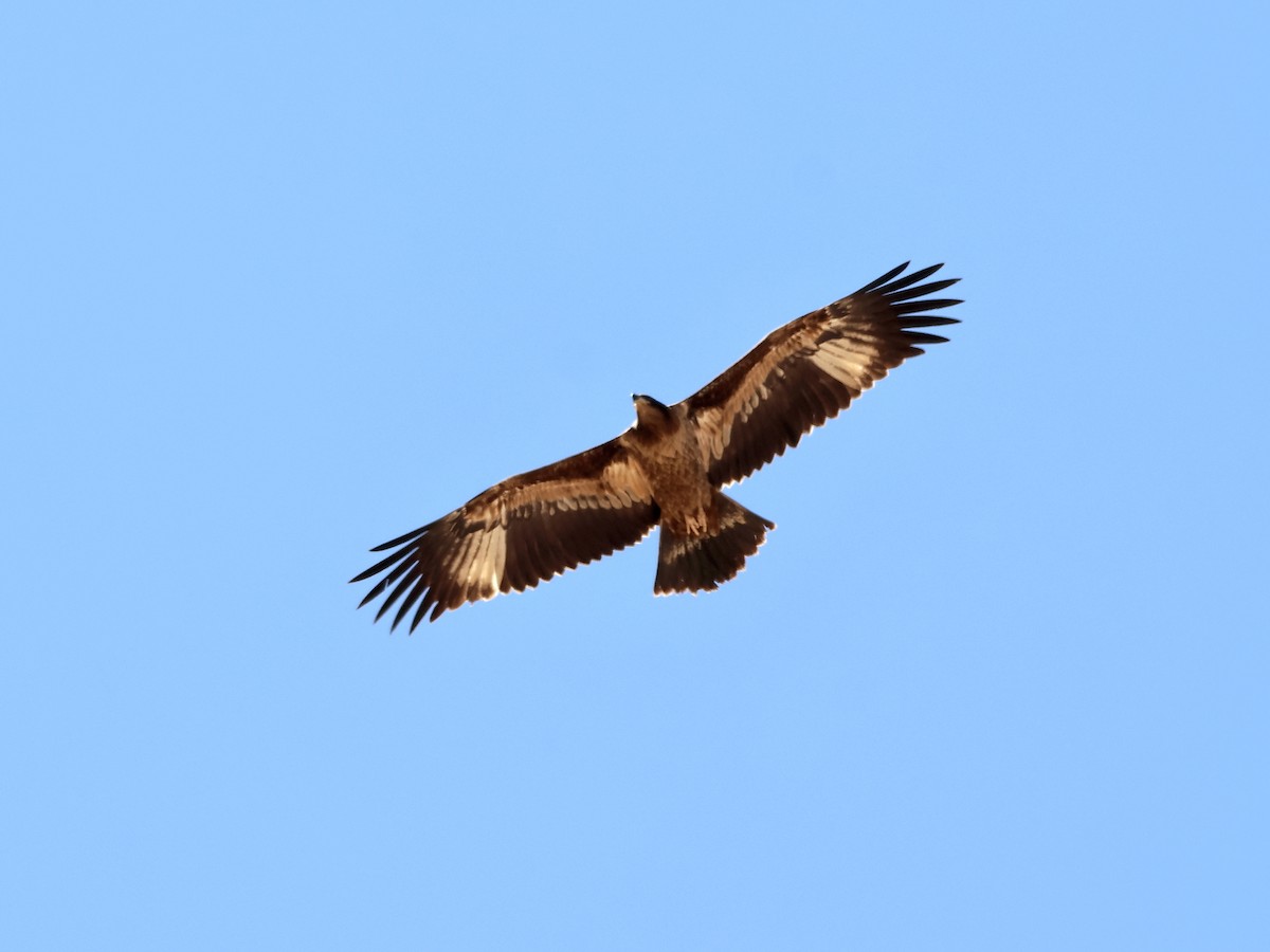 Pallas's Fish-Eagle - ML637336059