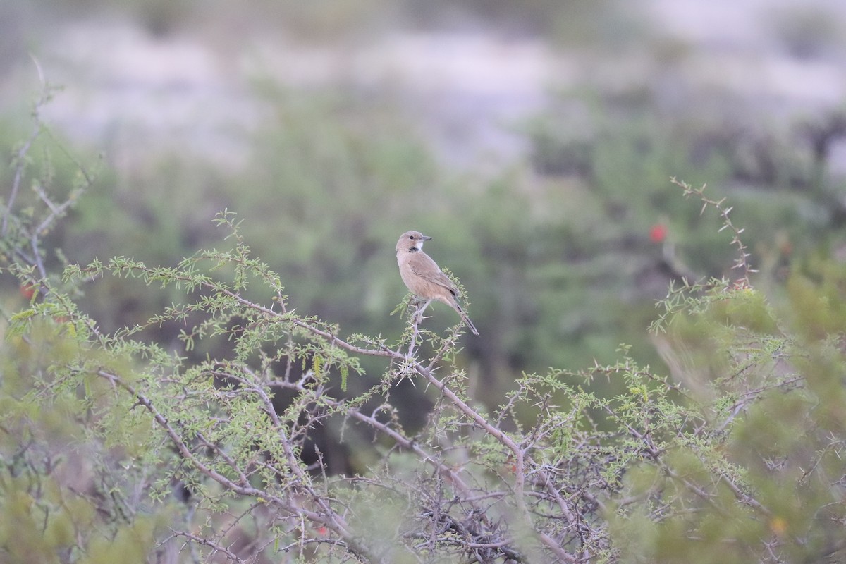 White-throated Cacholote - ML637336097