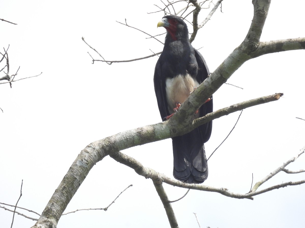 Caracara à gorge rouge - ML637336188