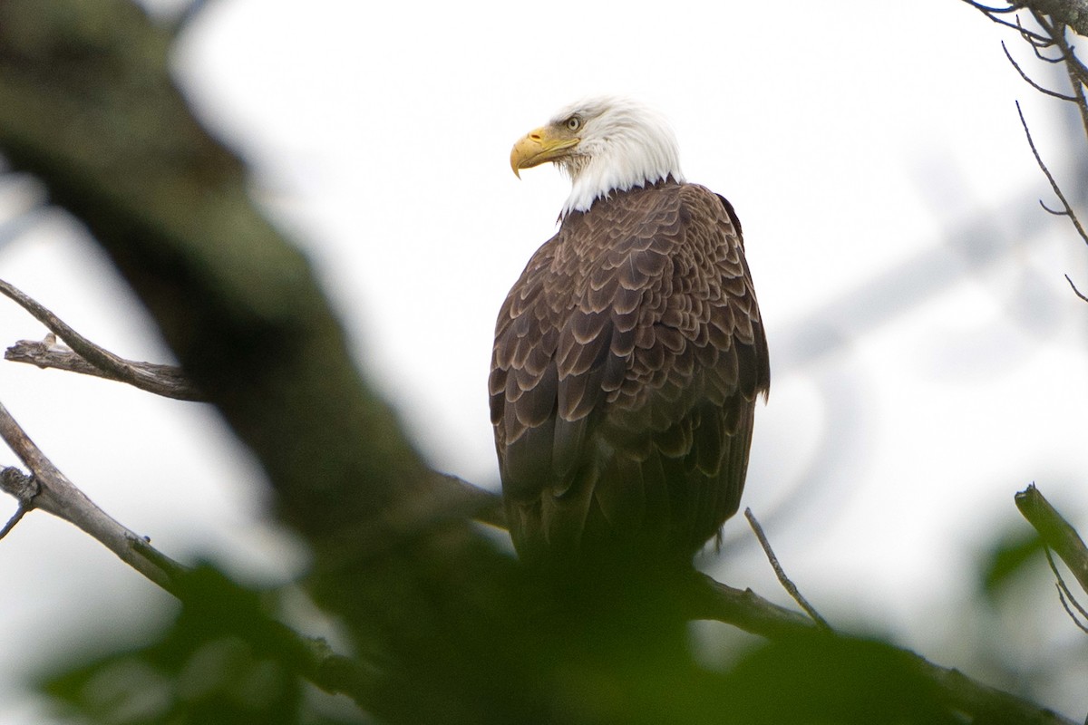 Bald Eagle - ML637336191