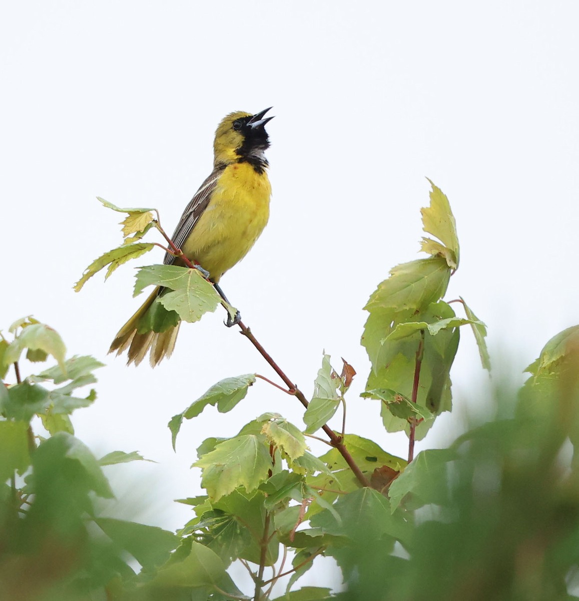 Orchard Oriole - ML637336201