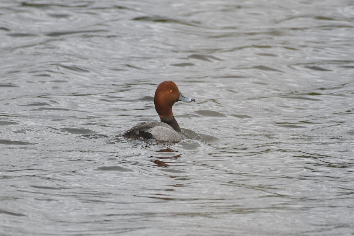 Redhead - ML637336241