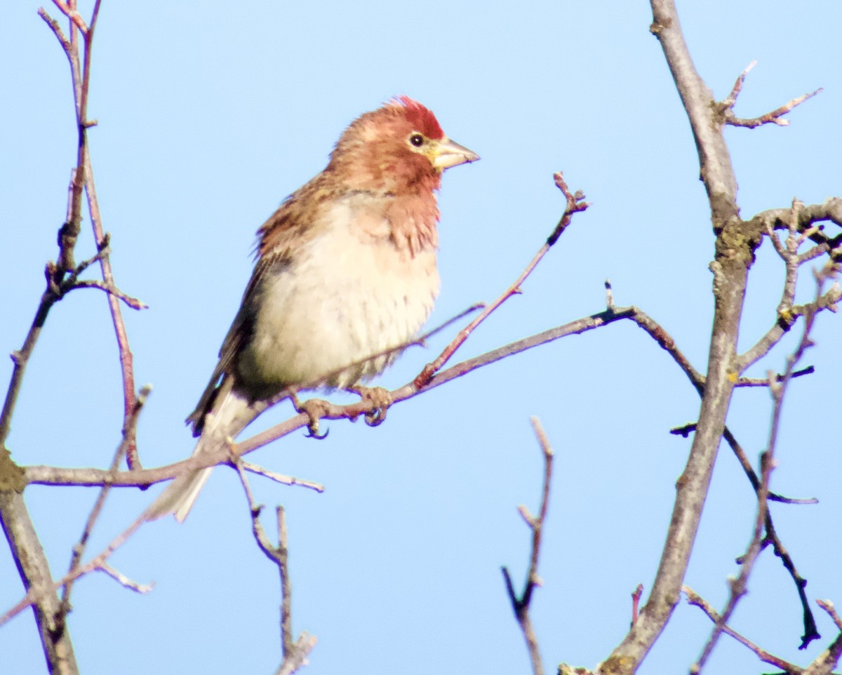 Cassin's Finch - ML637336288