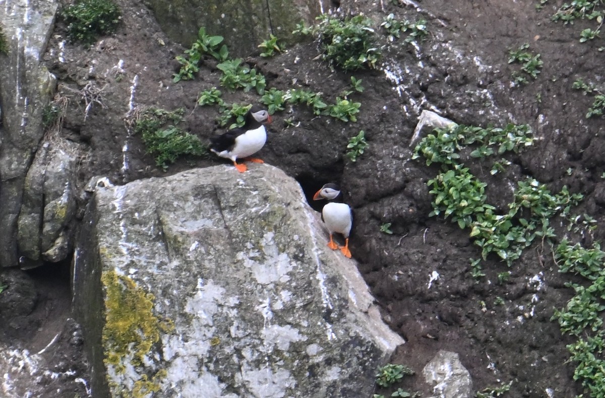 Atlantic Puffin - ML637336307