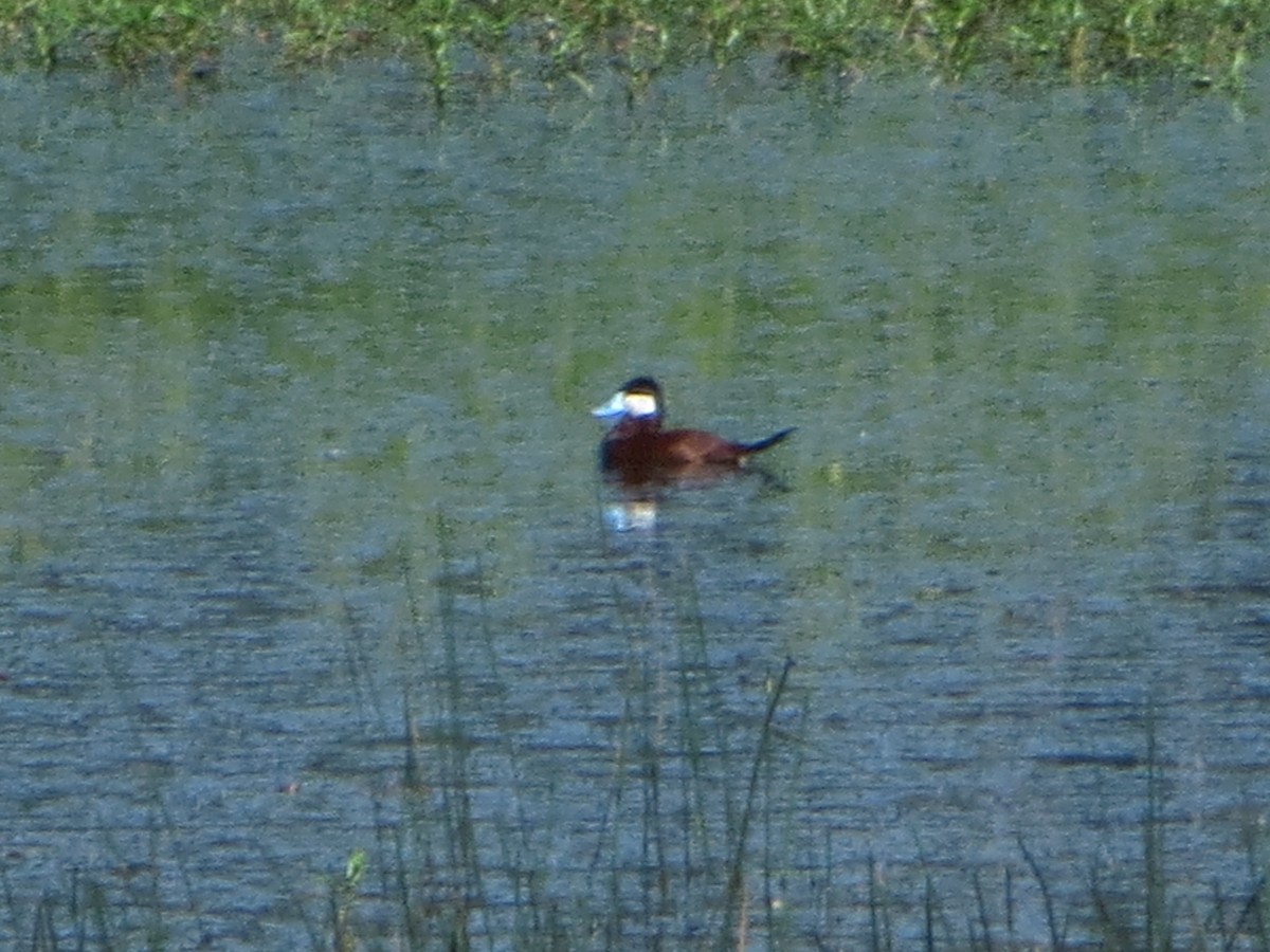 Ruddy Duck - ML637336390