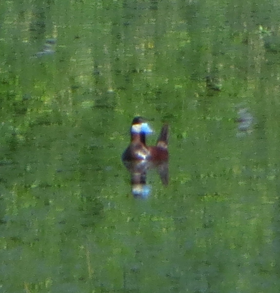 Ruddy Duck - ML637336423