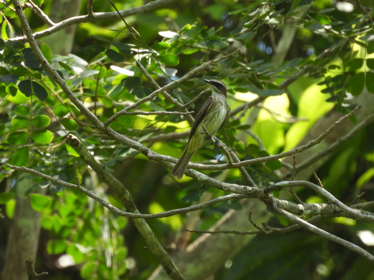 Piratic Flycatcher - ML637336473
