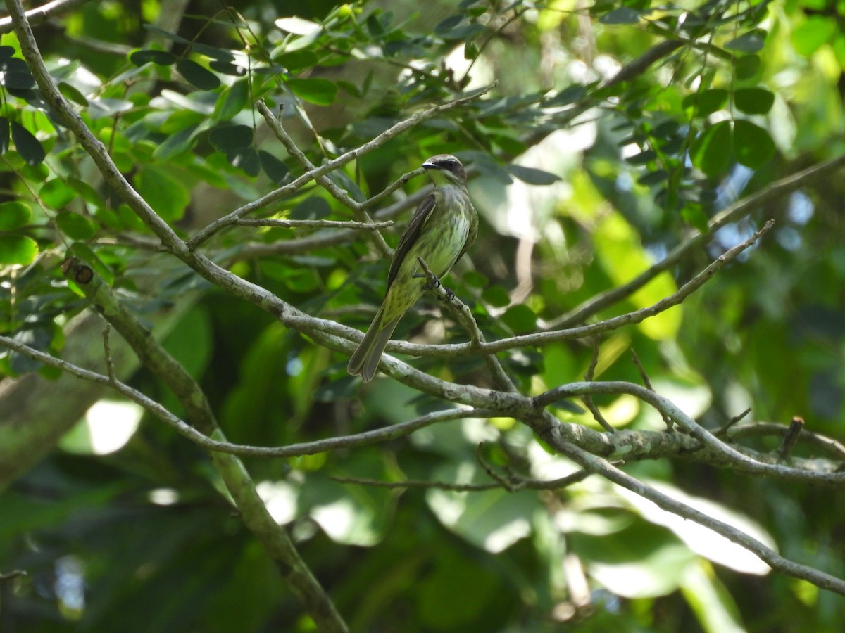 Piratic Flycatcher - ML637336474