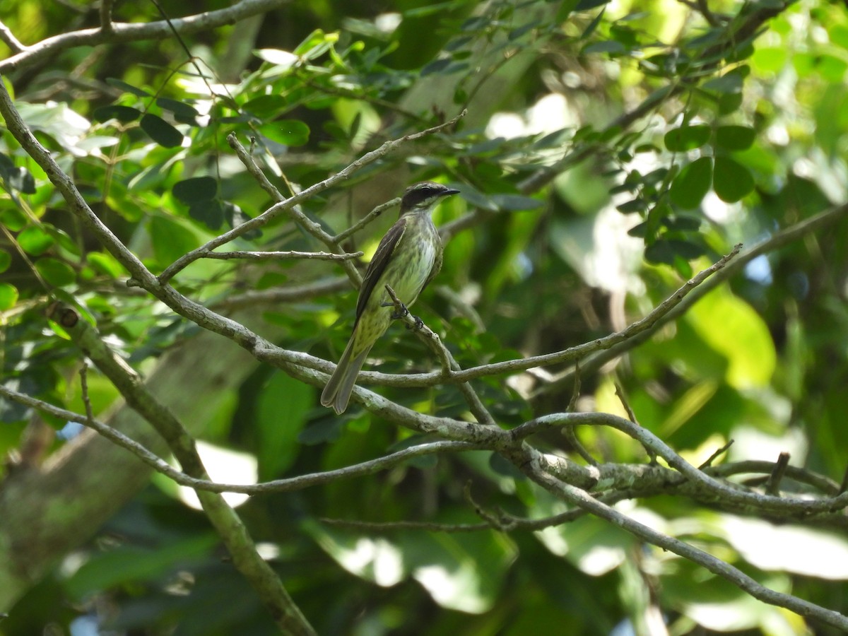 Piratic Flycatcher - ML637336475