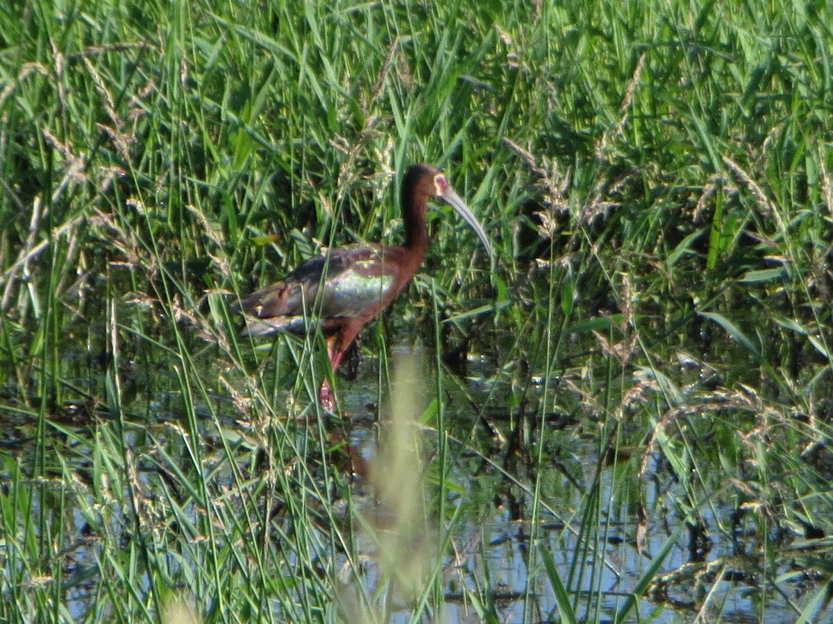 White-faced Ibis - ML637336485