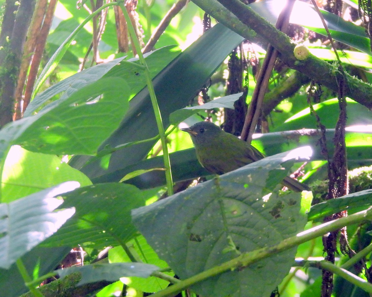 Streak-necked Flycatcher - ML637336497