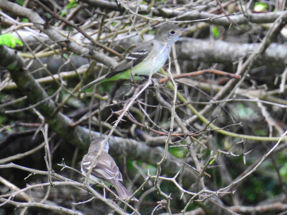 Small-billed Elaenia - ML637336502