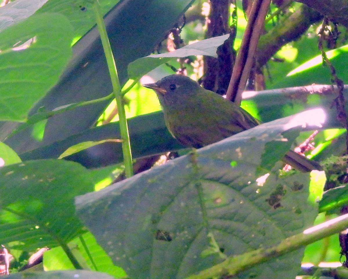 Streak-necked Flycatcher - ML637336562