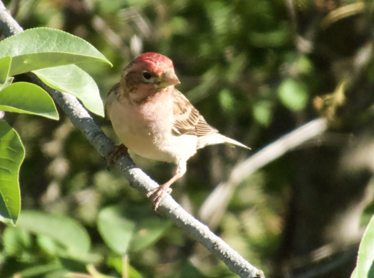 Cassin's Finch - ML637336584