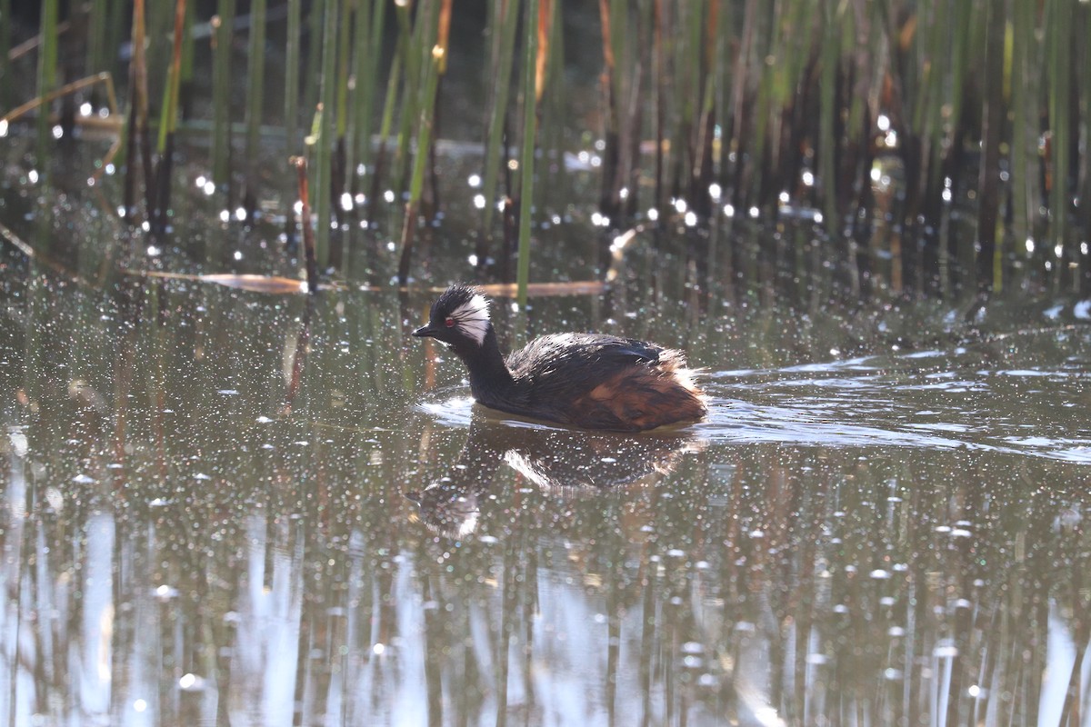 White-tufted Grebe - ML637336610