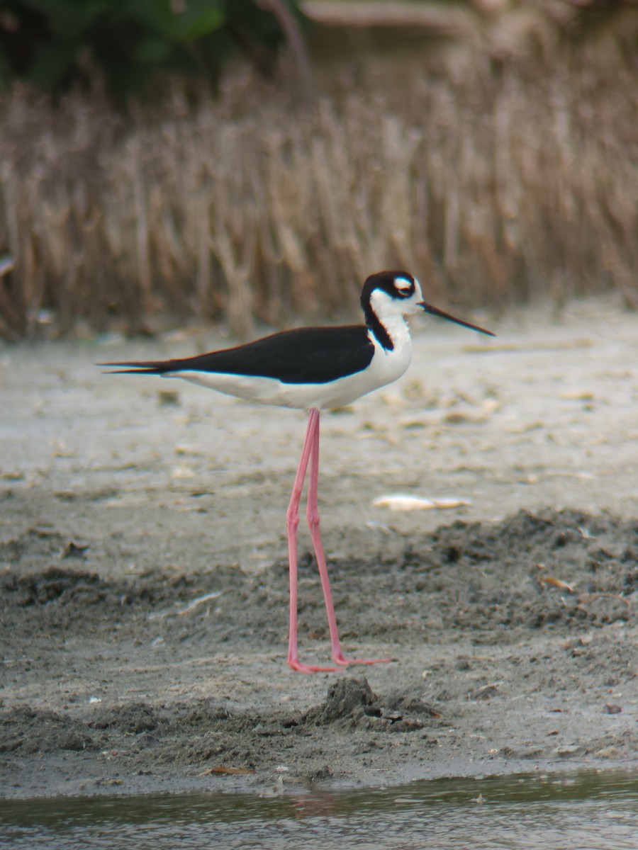Black-necked Stilt - ML637336647