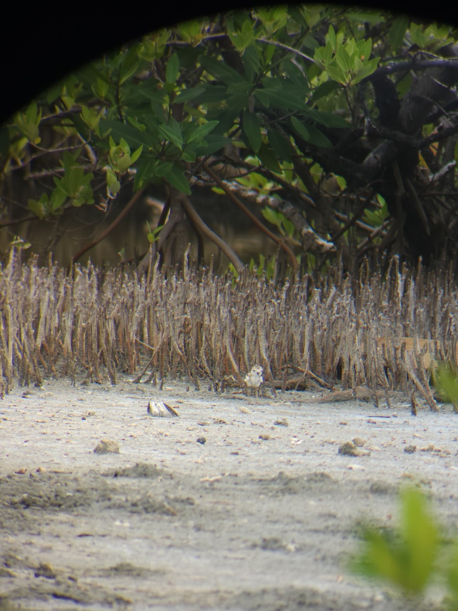 Wilson's Plover - ML637336658