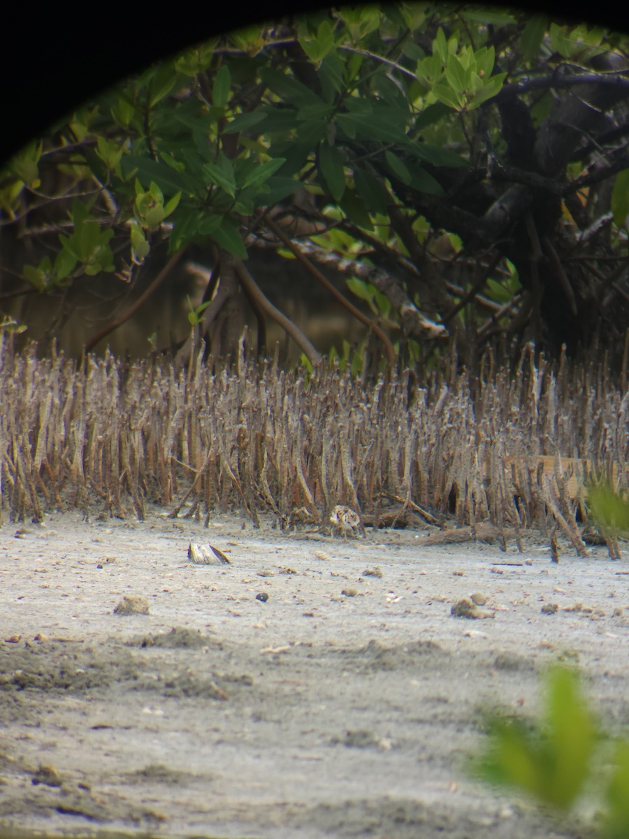 Wilson's Plover - ML637336659