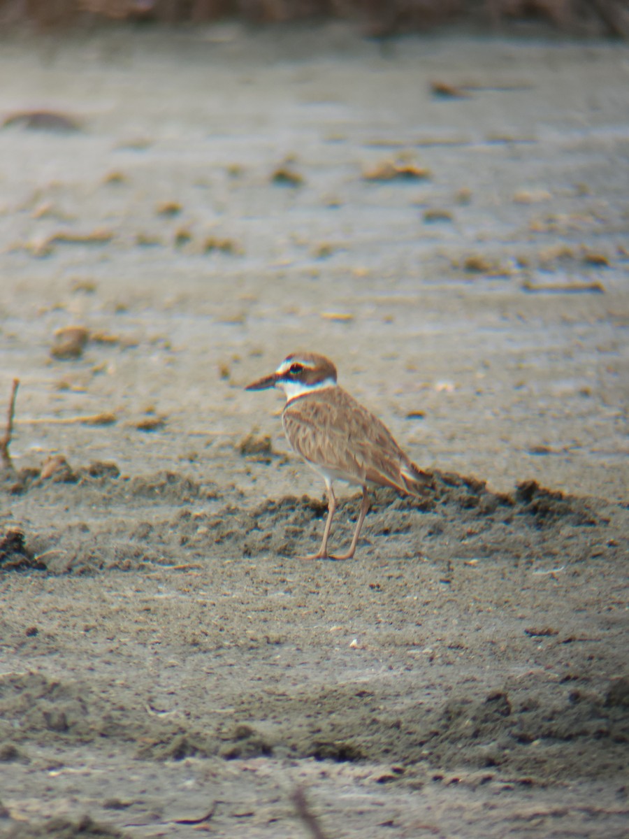 Wilson's Plover - ML637336660