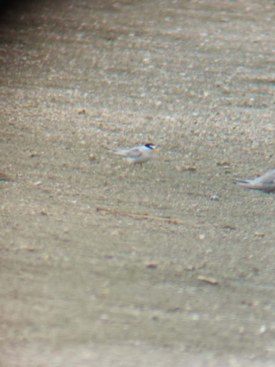 Least Tern - ML637336721