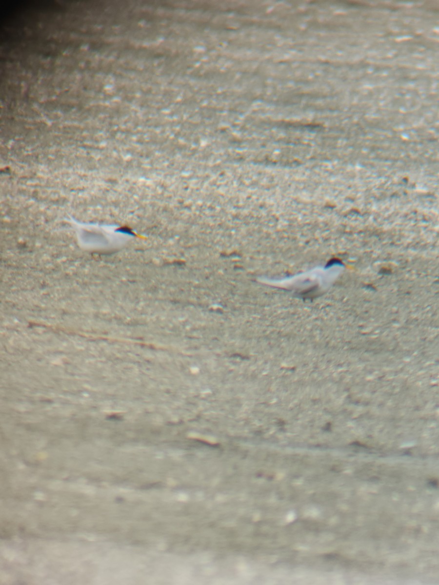 Least Tern - ML637336722