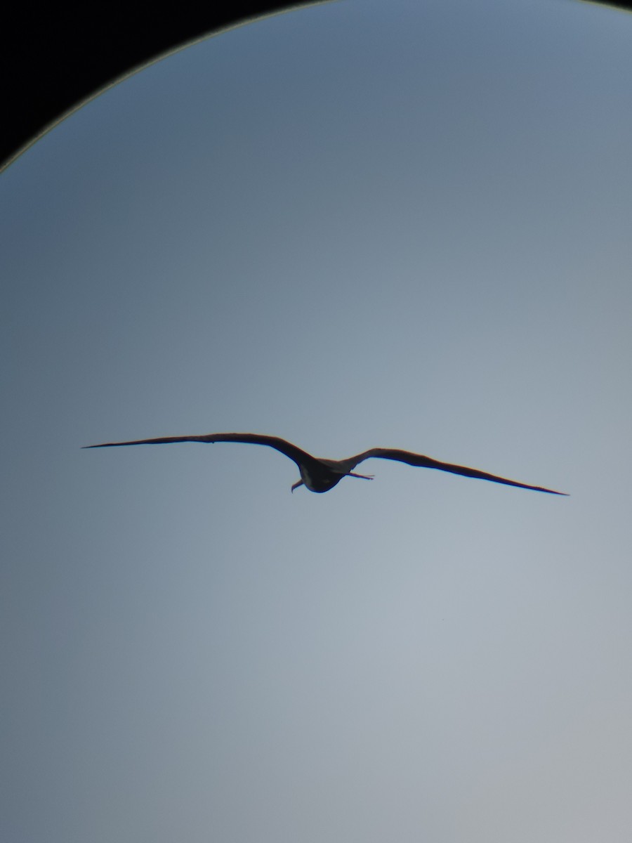 Magnificent Frigatebird - ML637336760