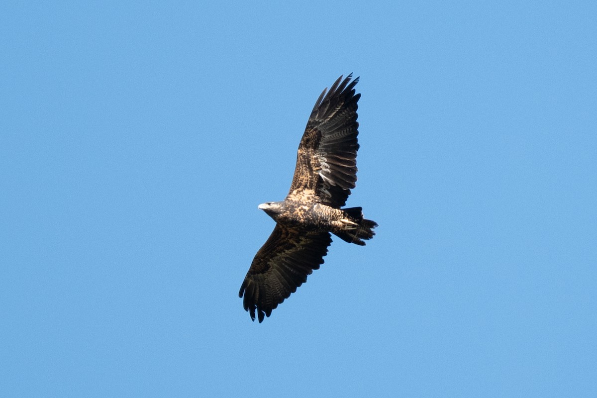Black-chested Buzzard-Eagle - ML637336783