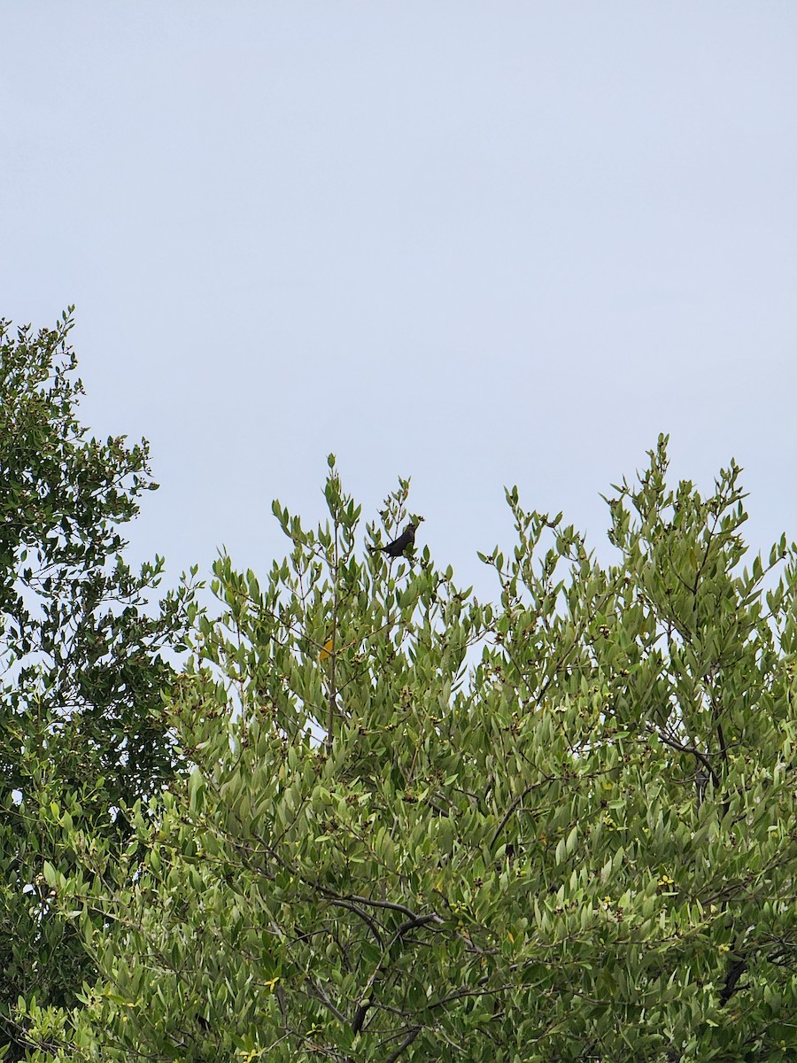 Shiny Cowbird - ML637336801