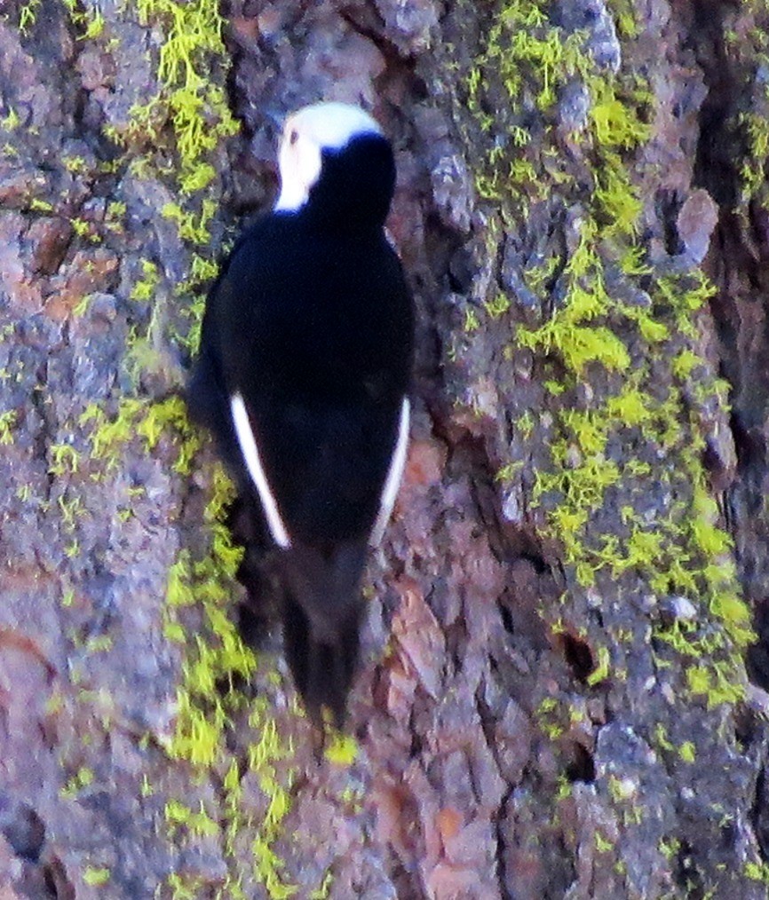 White-headed Woodpecker - ML637336817