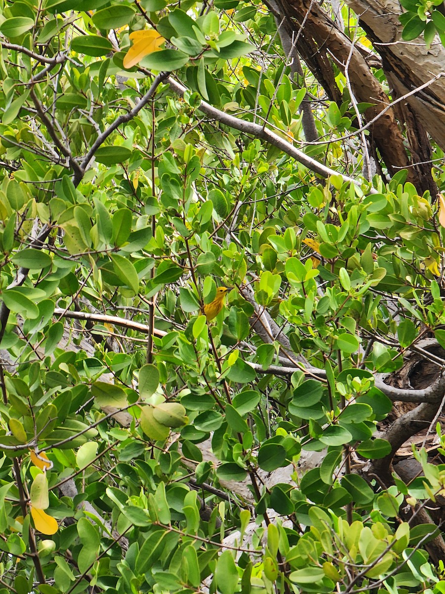 Yellow Warbler - ML637336846