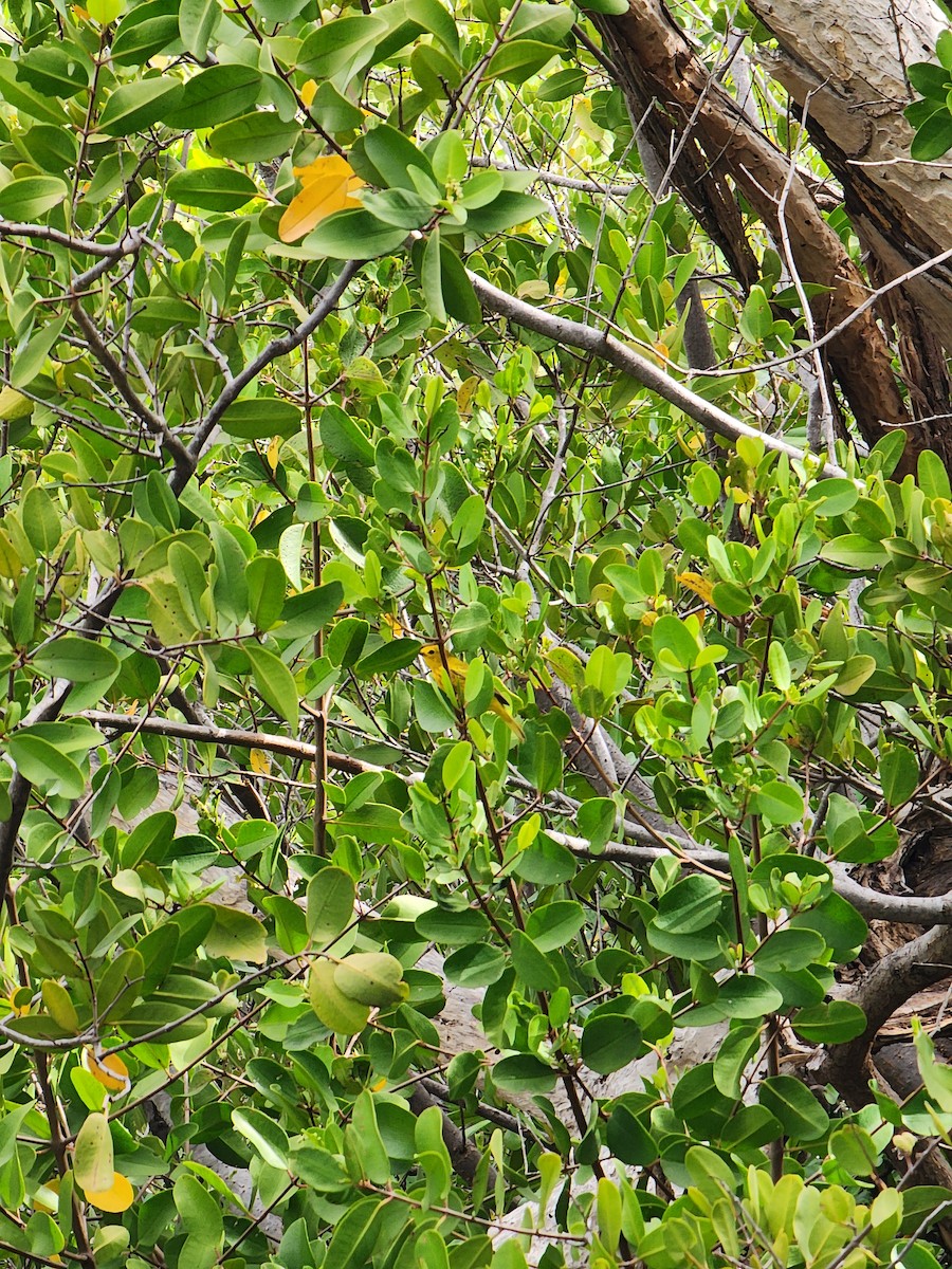 Yellow Warbler - ML637336848
