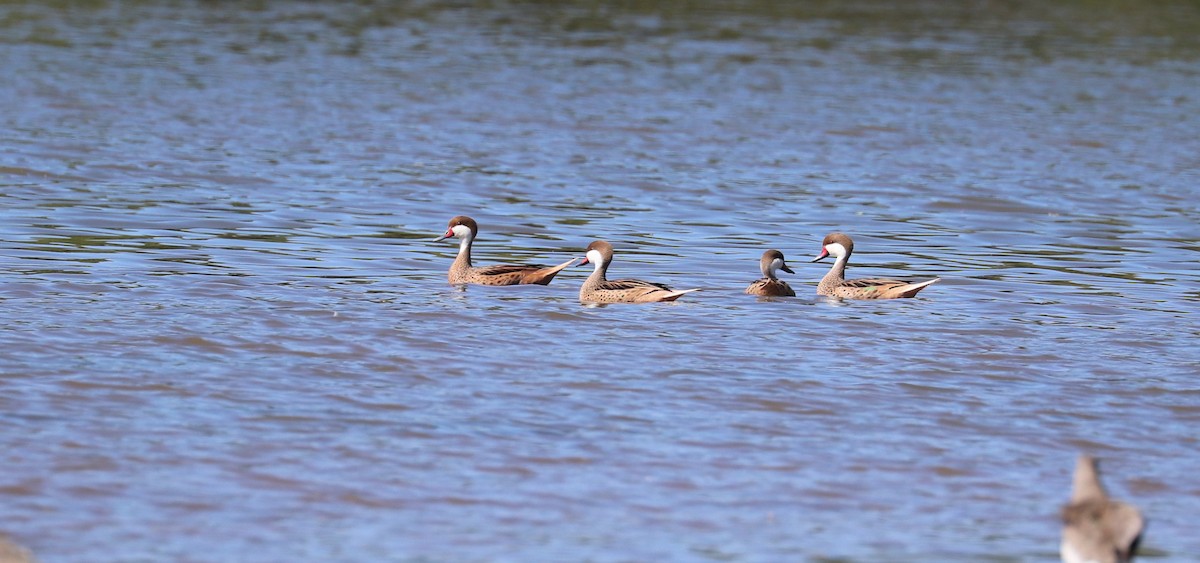 White-cheeked Pintail - ML637336917