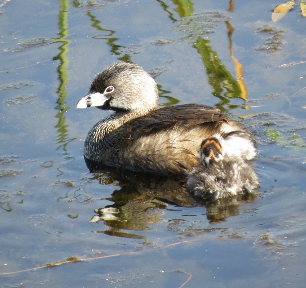 Pied-billed Grebe - ML637336941