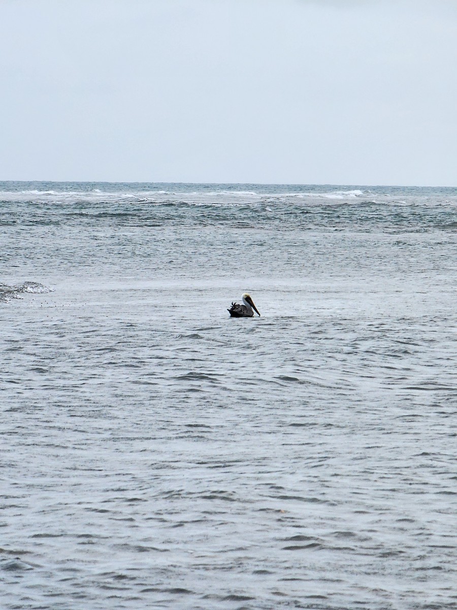 Brown Pelican - ML637336957