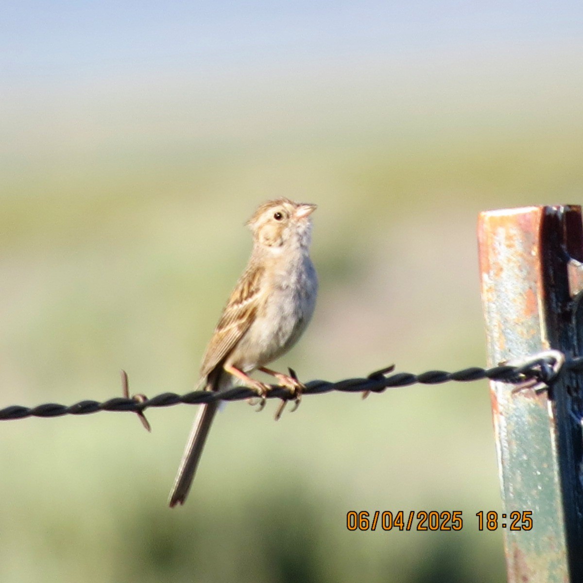 Brewer's Sparrow - ML637336972