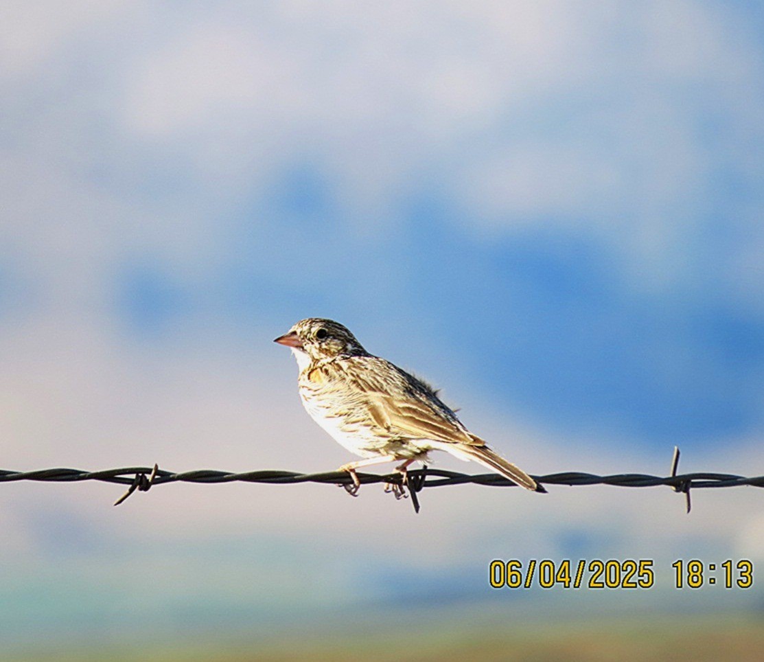 Vesper Sparrow - ML637336983