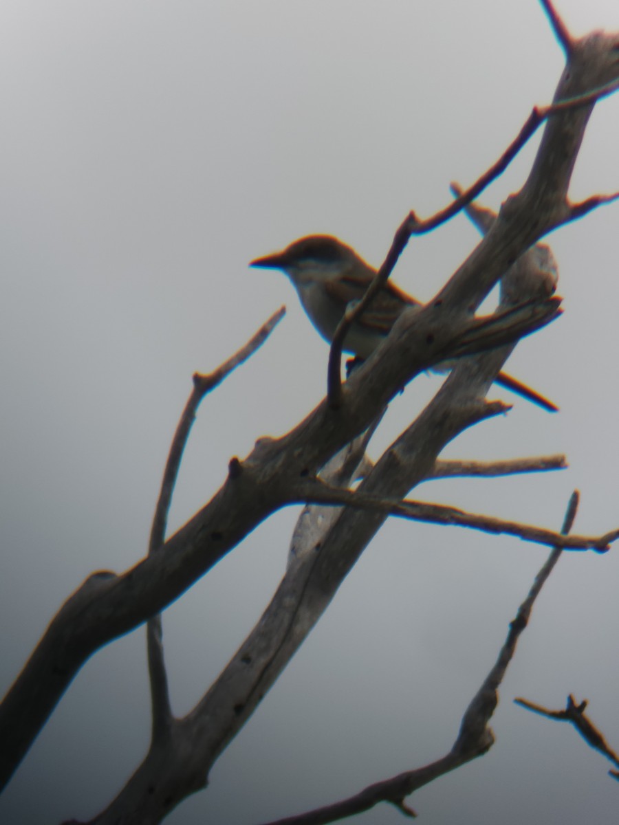 Gray Kingbird - ML637336985
