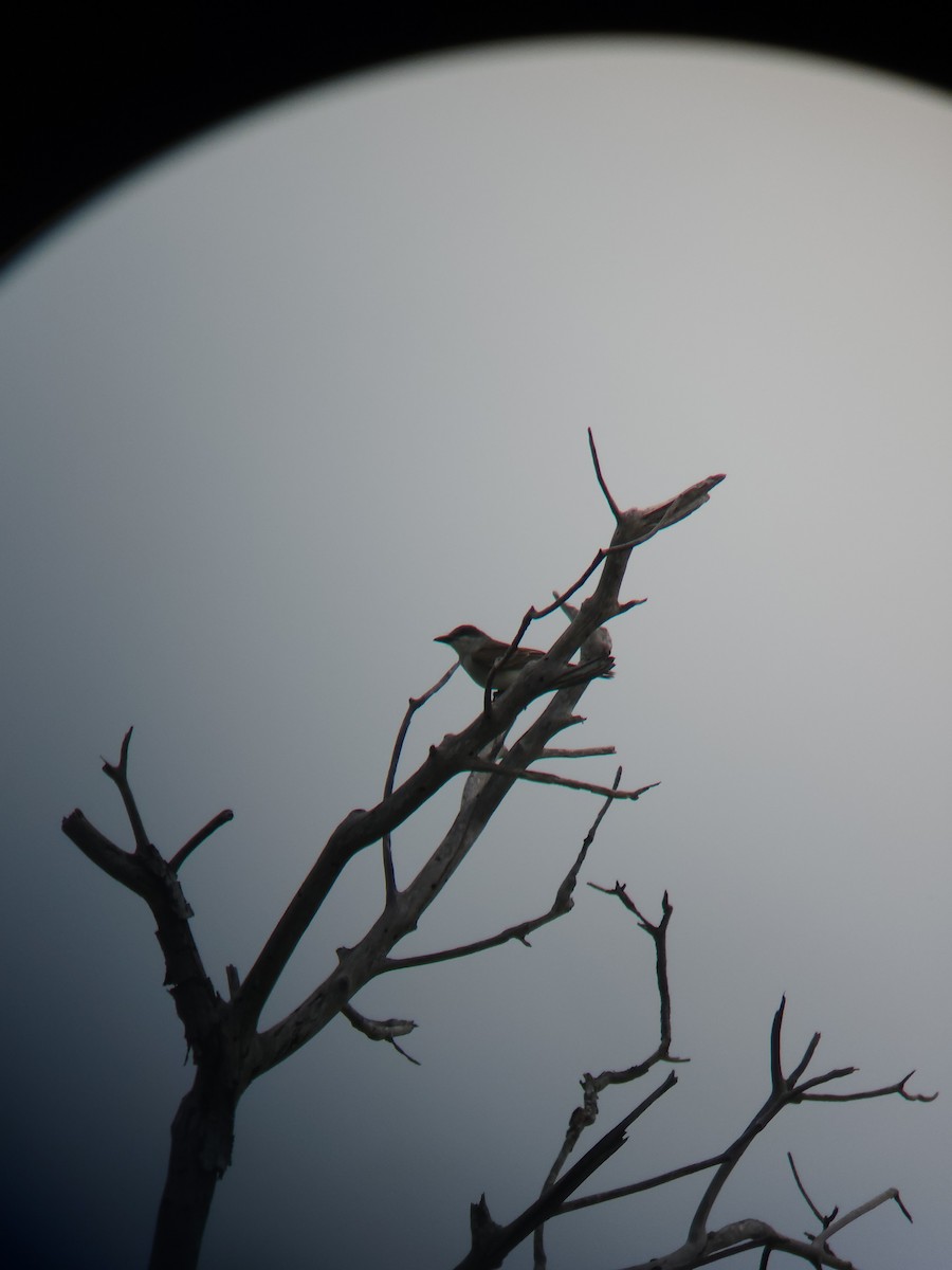 Gray Kingbird - ML637336986