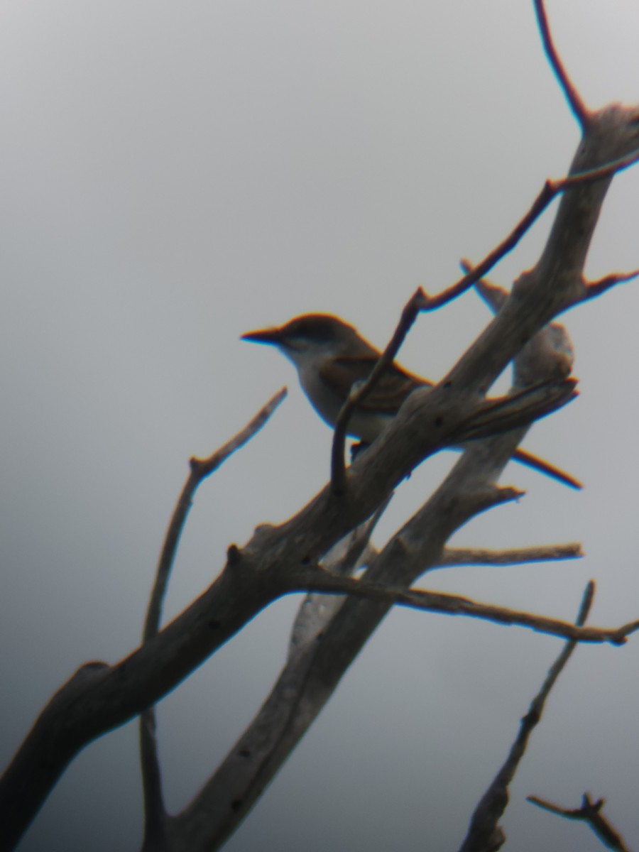 Gray Kingbird - ML637336987