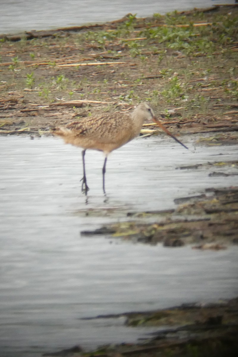 Marbled Godwit - ML637336993